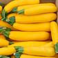Yellow Squash
